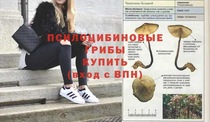 площадка как зайти  Фокино  Псилоцибиновые грибы Psilocybine cubensis 